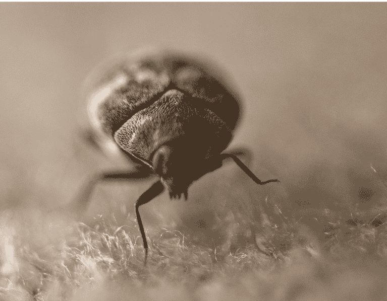 carpet beetles control e1771626071979