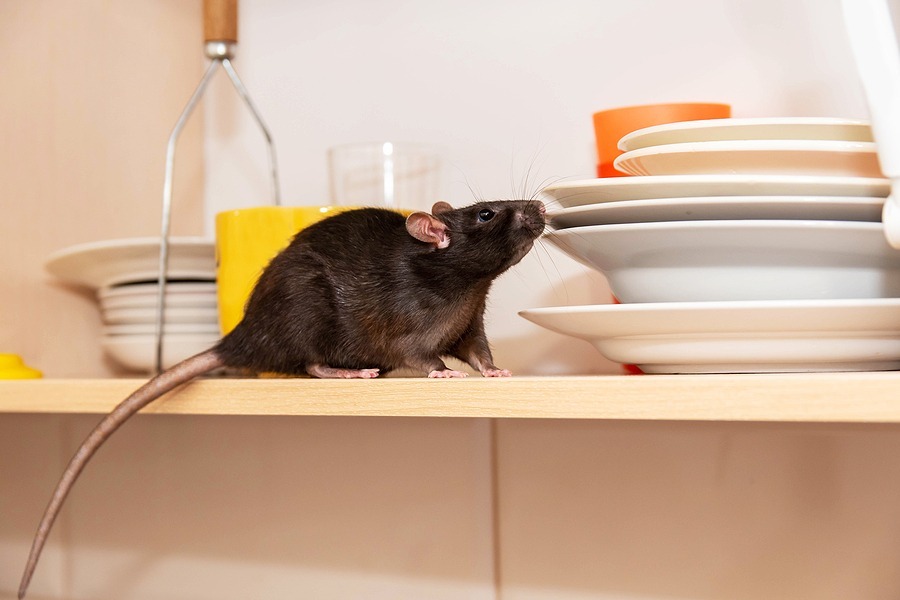 rat crawls in the kitchen on dishes and looking for food. the co