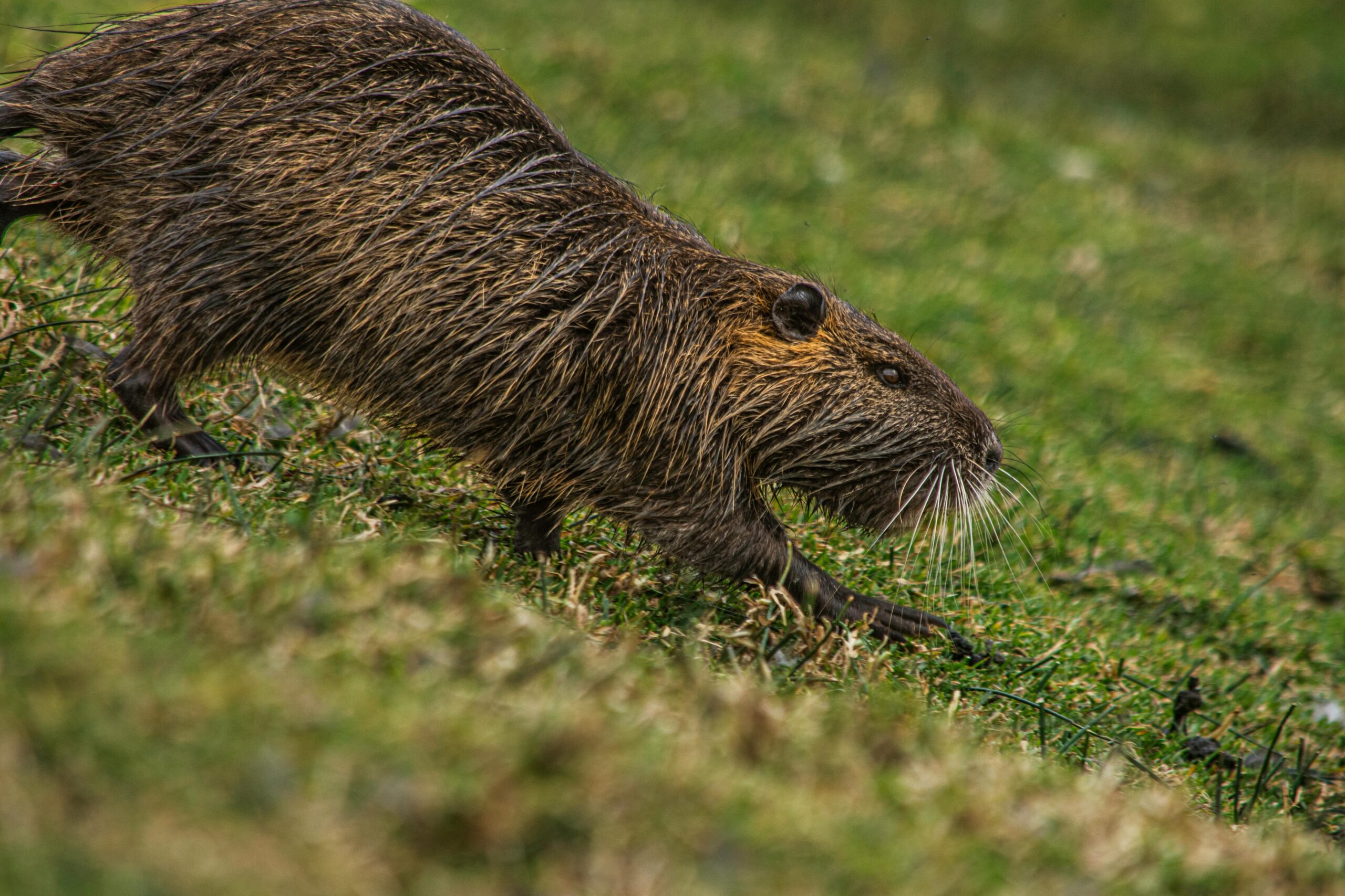 A nutria with wet fur explores grassy terrain, showcasing its natural behavior.